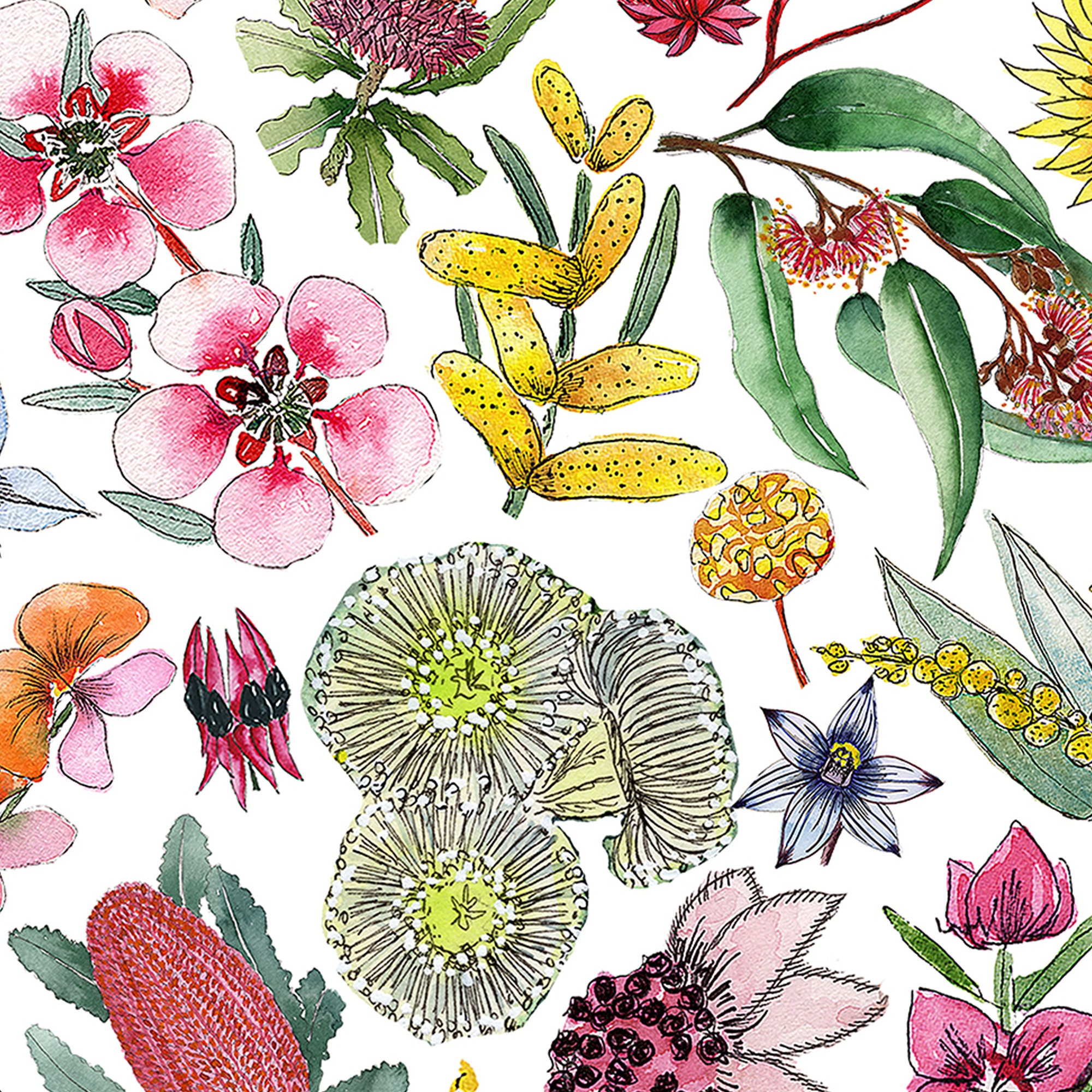 High-Quality Native Flower Seeds Landscape Collection High-Quality Native Flower Seeds Landscape Collection