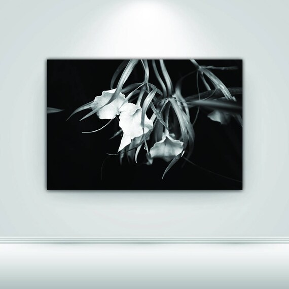 Black White Orchid Digital Download Flower Photography Print Etsy