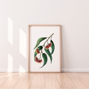 Red Flowering Gum Australian Native Watercolour Prints Kitchen Wall Decor A5 A4 A3 A2