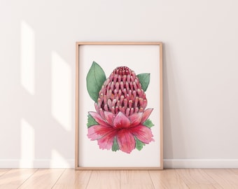 Native Australian Flower Print A4 A3 A2 Red Waratah Wall Art Decor from Original Watercolour and Pen Paintings