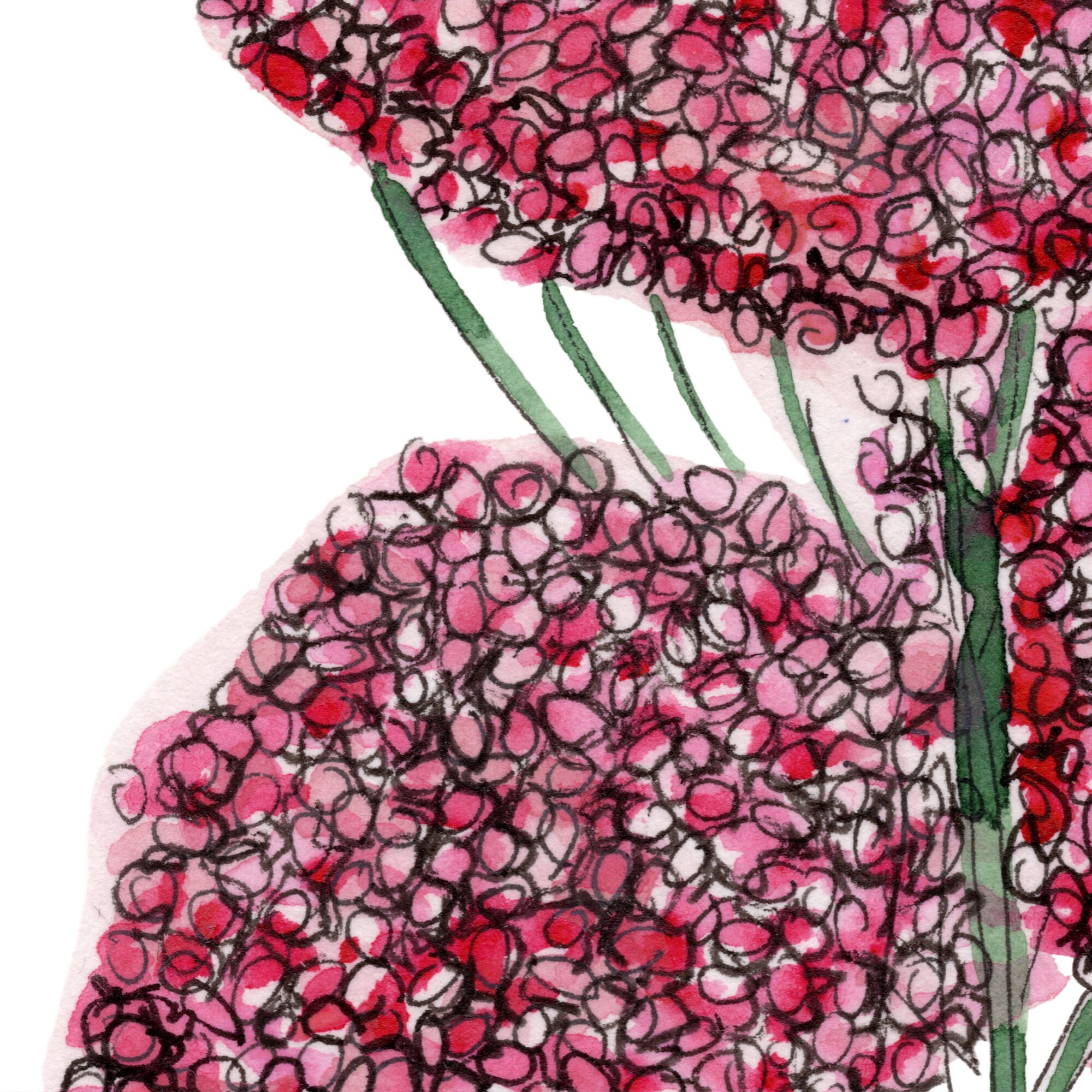 Australian Native Rice Flower Pink Wall Art Prints for Your Living ...