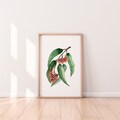 Eucalyptus Tree Australian Native Gum Leaf Print A4 A3 A2 Wall Art Decor from Original Watercolour and Pen Paintings