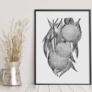 Decoración de pared en blanco y negro de Hakea, flores de Australia, decoración de interiores para paredes vacías, tamaño A5, A4, A3, A2