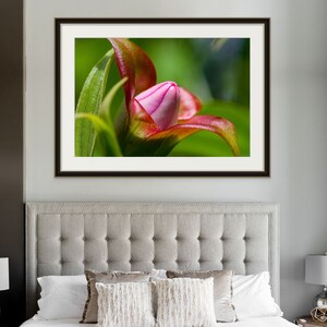 Lady Pink Slipper • Limited Edition Color Photograph by Stevie Dan • Floral Wall Decor • Botanicals