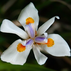 Wood Iris • Limited Edition Color Photographic Print by Stevie Dan • Signed & Numbered