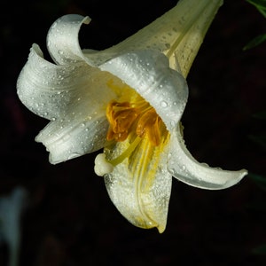 Regal Lily  • Original Photograph by Stevie Dan •  Limited Edition Signed Print on Paper or Canvas