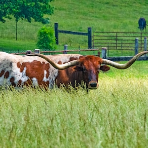Long Horn Steer One • Limited Edition Photograph by Stevie Dan • Cattle Art Decor