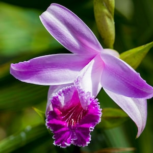 Cattleya Orchid • Limited Edition Photograph by Stevie Dan