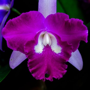 Cattleya Portia  • Limited Edition Orchid Photograph by Stevie Dan