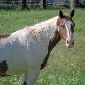 American Paint Horse • Limited Edition Original Art by Stevie Dan • Horse Photography • Wall Decor • Canvas or Paper