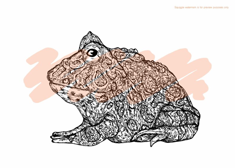 Argentine Horned Frog Colouring Sheet. Downloadable PDF - Etsy