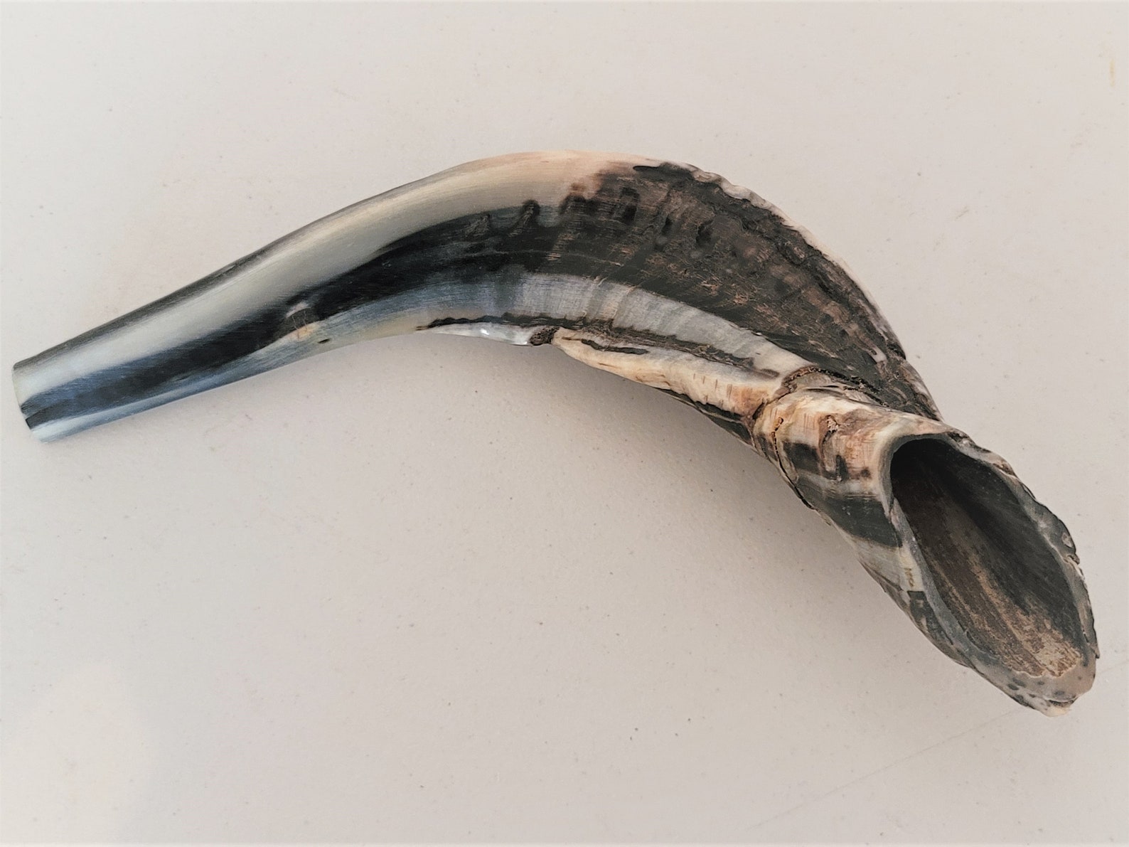 15 inch long Rams Horn Shofar Etsy