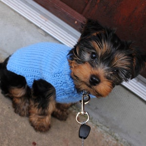 May include: A small black and brown dog wearing a light blue knitted sweater and a silver leash with a black tag. The dog is looking up at the camera.