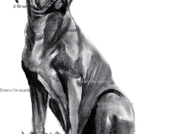 Boxer Dog Print - Limited Edition Art Print - Boxer Dog Wall Art - Boxer Dog Picture