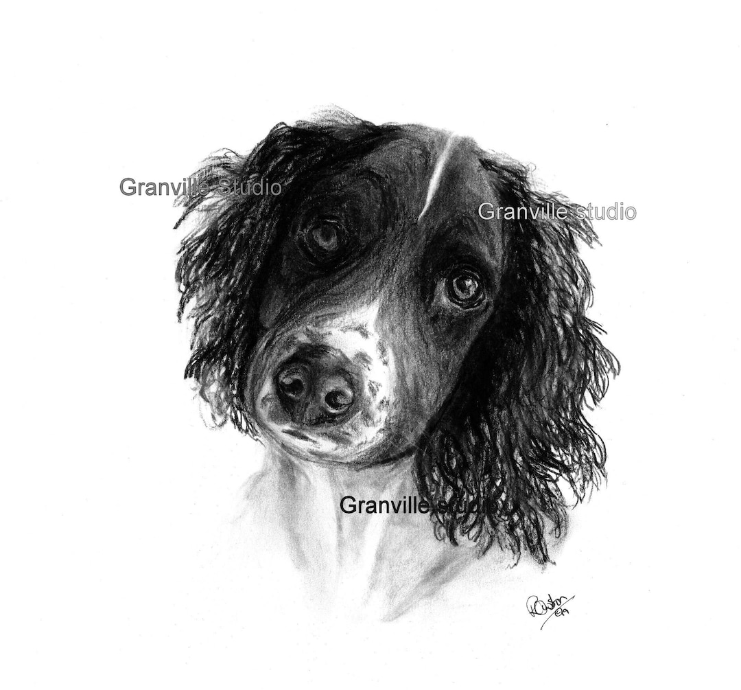 springer-spaniel-portrait-gun-dog-art-print-limited-edition-etsy-uk