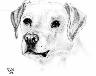 Golden Labrador Art Print - Labrador Picture - Limited Edition Art Print