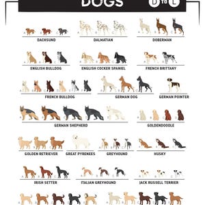 a poster with dogs in different colors and sizes