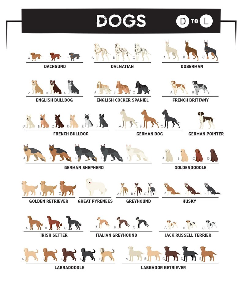 a poster with dogs in different colors and sizes