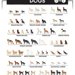 a poster with dogs in different colors and sizes