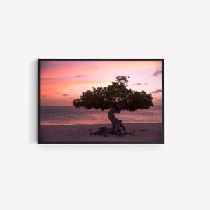 Divi Tree on the Eagle Beach during sunset in Aruba, Ocean Photography, Caribbean Beach, Sunset, digital download, Digital art