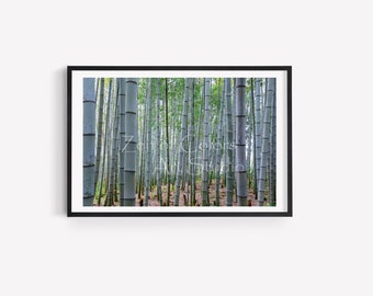 Foresta di bambù, Bambù, Giappone, Giardino giapponese, Fotografia naturalistica, Paesaggio, Download digitale, Stampe digitali, Arte digitale, Arte digitale