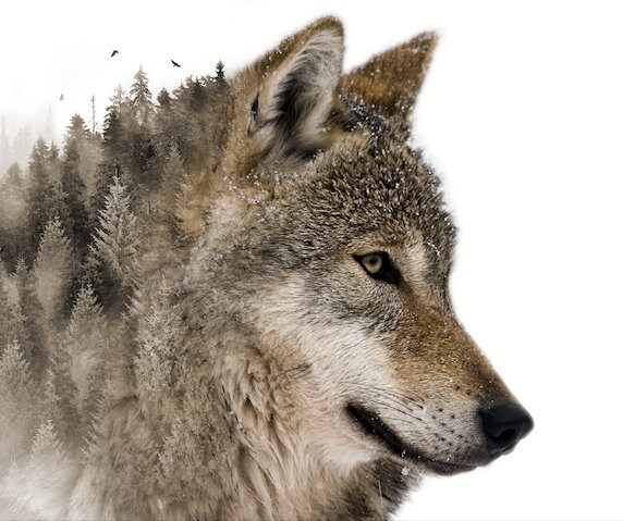 PRINTABLE Wolf Wilderness Double Exposure Art Print in Color | Etsy