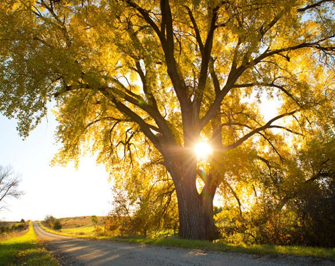 Fall Cottonwood Tree Photography Autumn scenery Fall Metal Print South Dakota Photo Country Road Christmas Gift for her by Nicole Heitzman