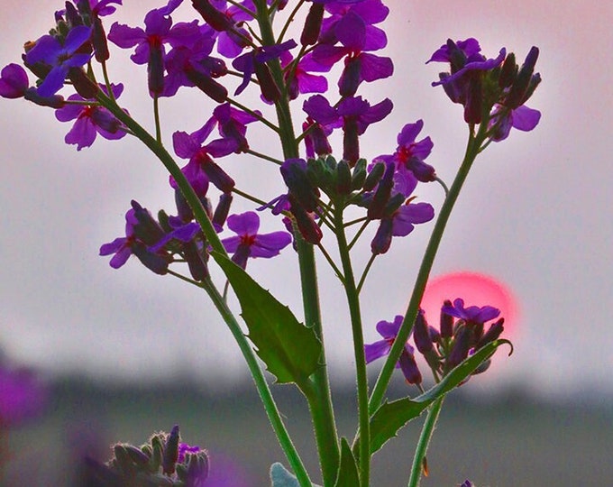 Purple Flowers Photography Spring Dames Rocket Ascension Flower Mother's day Gift for Mom Graduation Gift for her by Nicole Heitzman