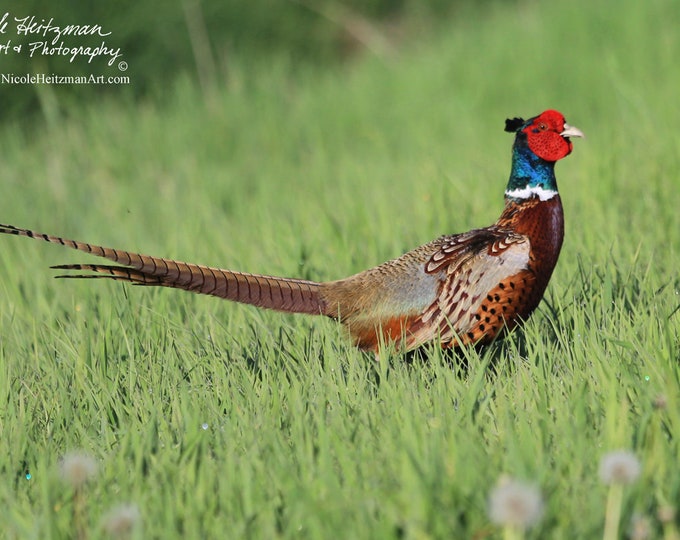 Ringneck Pheasant Photo Upland Game bird South Dakota Pheasant Hunting Roosters Father's Day gift for Dad hunter Lodge cabin man cave decor