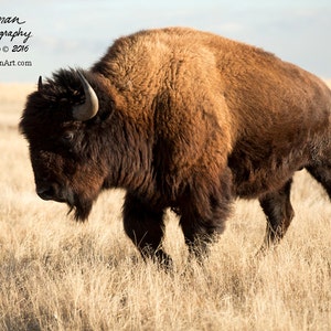 May include: A large brown bison with dark brown fur stands in a field of tall, dry grass. The bison is looking down at the ground, and its horns are visible.