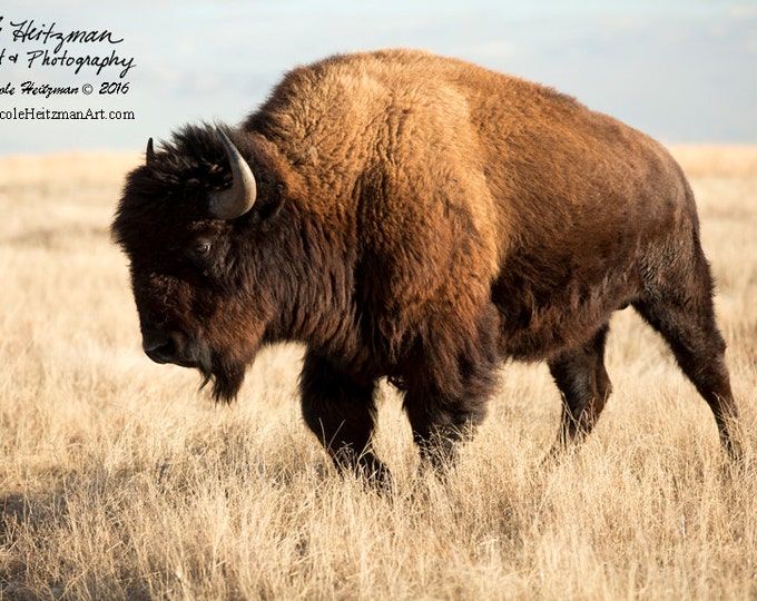 Buffalo Photo Buffalo Photography Bison Photo Metal Print Gift for men women South Dakota Custer State Park Black Hills Photography Heitzman