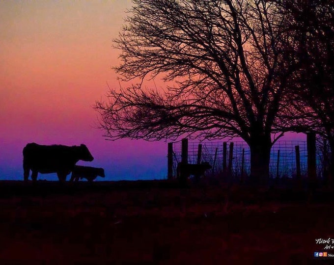 Angus Cow and Calf Photo Dusk Spring Scenery country life farming Livestock cattle Mulberry Tree South Dakota sunset photo Nicole Heitzman