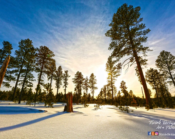 Black Hills Tree Photography Snow Scenery Winter Photo South Dakota Winter Wonderland Tree Print Cabin decor Gift for mom by Nicole Heitzman