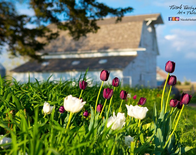 Spring Flowers Tulips Barn Photography Farm Photo Country Decor Mother's Day Gift for Mom her Metal Print farmhouse rustic barnwood decor