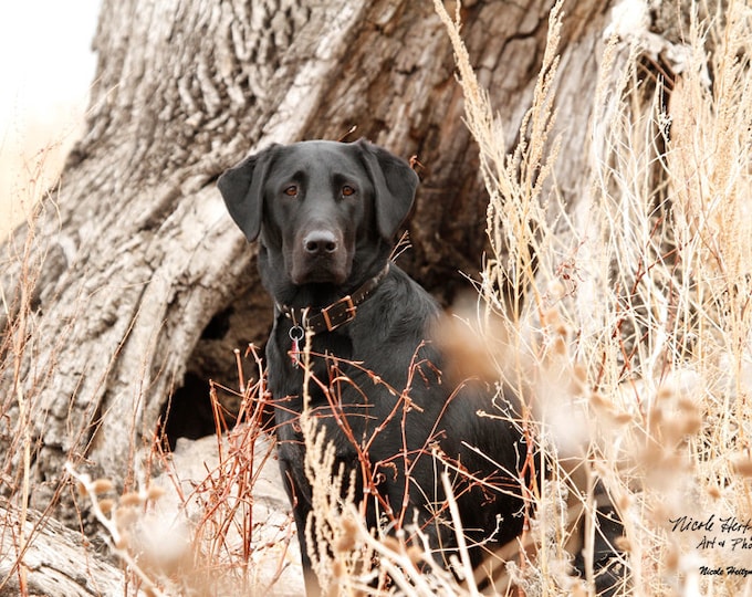 Black Lab Photo Gift for Men Black Lab Photography Fall Art Block Photography Fall Scene Duck hunting Dog Photography by Nicole Heitzman