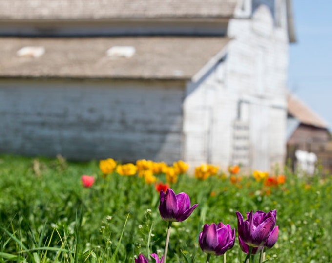 Spring Flowers Tulips Barn Photography Farm Photo Country Decor Mother's Day Gift for her Mom Metal Print rustic barnwood farmstead farm art