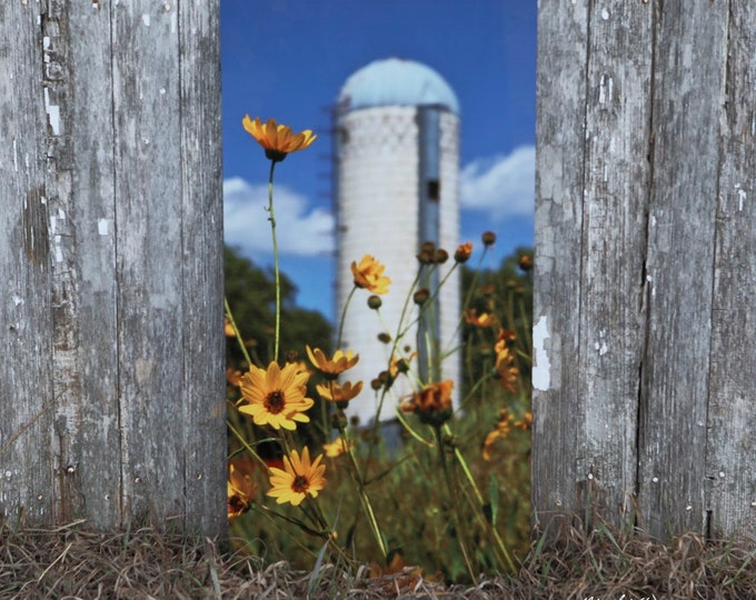 Wild Sunflower Photography Flower Silo Photo Rural Country Scenery Country Decor Gift for Mom her Farm scenery photo by Nicole Heitzman