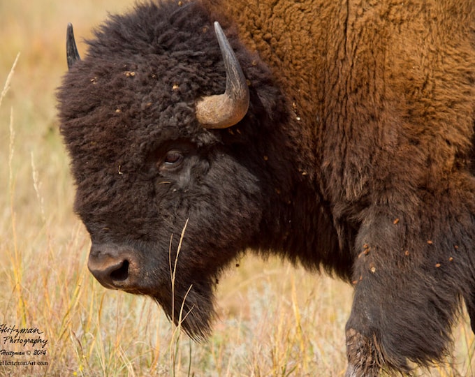 Buffalo Photo Buffalo Photography Bison Photo Metal Print Gift for men women South Dakota Custer State Park Black Hills Photography Heitzman