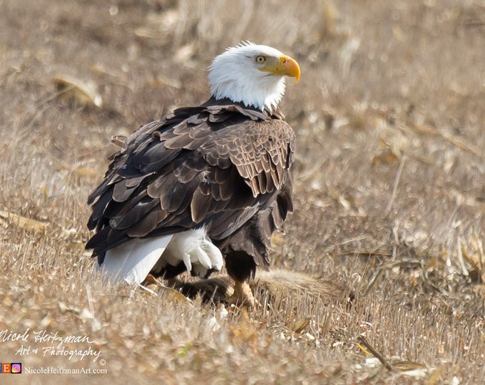 Eagle photography Eagle Print Bird of prey Wildlife Photo enthusiast Father's Day Gift Dad men Man Cave Cabin lodge Decor by Nicole Heitzman