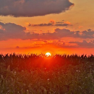 Könnte beinhalten: Ein leuchtend orangefarbener Sonnenuntergang über einem Feld mit hohem Gras, wobei die Sonne hinter dem Gras untergeht. Der Himmel ist voller Wolken und die Sonne ist leuchtend orange.