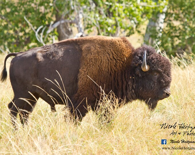 Buffalo Photo Bison Buffalo Photography Animals Photo Metal Print Gift for Men South Dakota Custer State Park Black Hills Photography