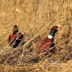 Ringneck Pheasant Photo Upland Game bird South Dakota Pheasant Hunting Roosters Father&#39;s Day gift for Dad hunter Lodge cabin man cave decor