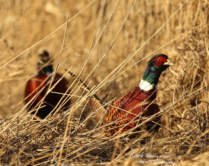 Ringneck Pheasant Photo Upland Game bird South Dakota Pheasant Hunting Roosters Father's Day gift for Dad hunter Lodge cabin man cave decor