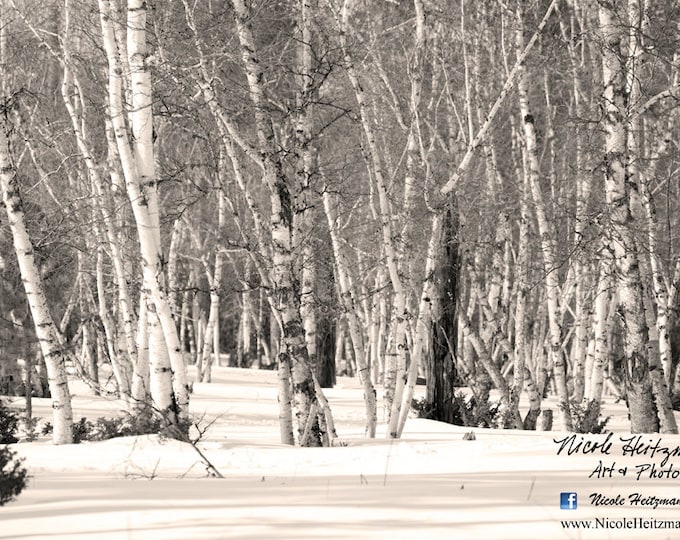 Aspen Tree Photo Birch Tree Photography Snow Photography Frosty South Dakota Black Hills Tree Scene Winter Photography by Nicole Heitzman