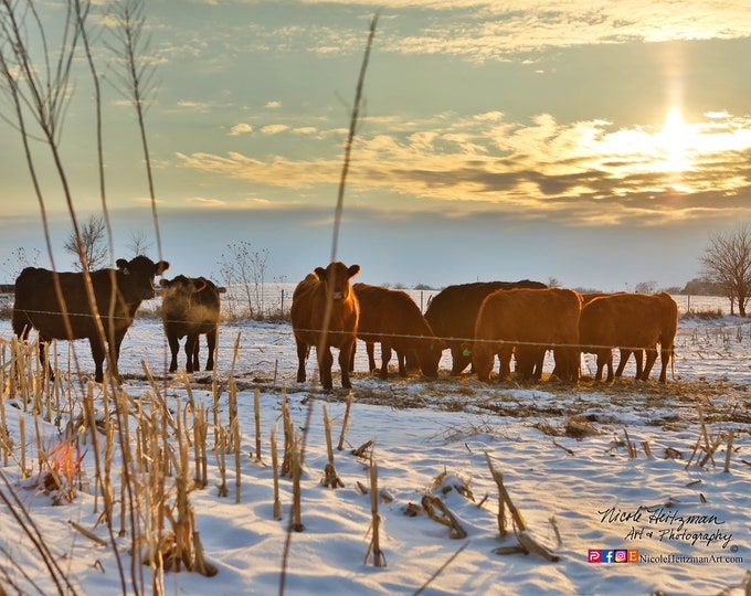 Angus Cattle Sunset Photo country life farming Livestock South Dakota sunset photography by Nicole Heitzman