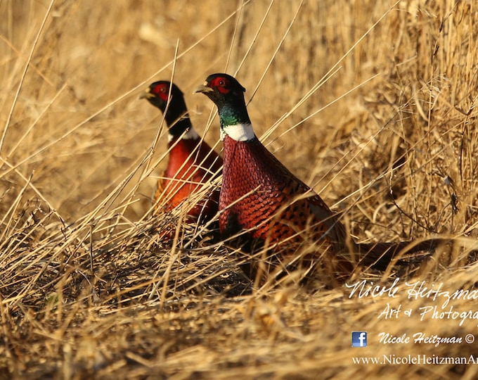 Pheasant Photo Pheasant Photography Fall Photography Pheasant Scene Ring-necked Pheasant Pheasant hunting Photography by Nicole Heitzman