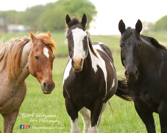 Horse Photography Horse Print Western Decor Western Art Horse Decor Sorrel Paint Black Horse Photo South Dakota by Nicole Heitzman