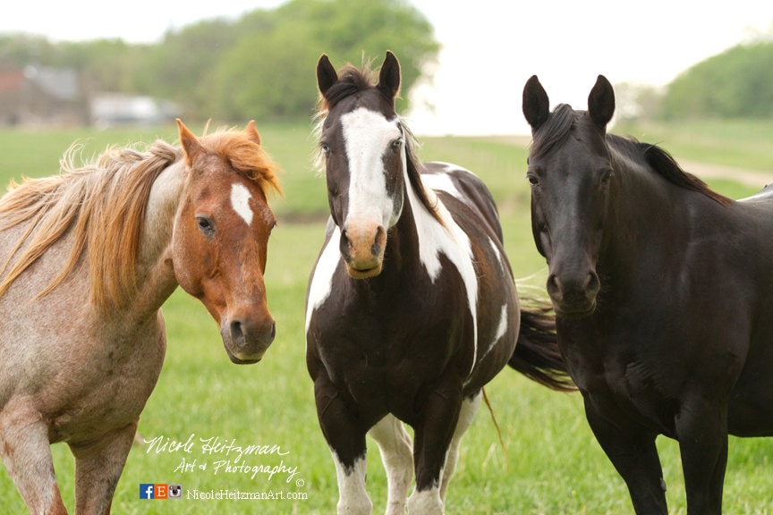 Horse Photography Horse Print Western Decor Western Art Horse Decor Sorrel Paint Black Horse Photo South Dakota By Nicole Heitzman