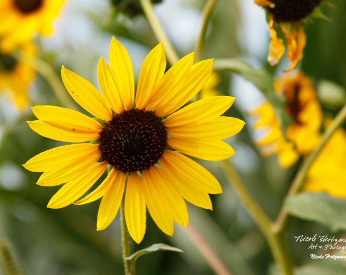 Wild Sunflower Photography Flower Photo Rural Country Scenery Country Decor Mother's Day Gift for Mom her scenery photo by Nicole Heitzman