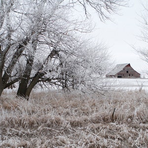 Barn Photo Barn Photography Snow Photography Frosty Barnwood Aspen Trees Birch Trees Farm Scene Winter Farm Photography by Nicole Heitzman